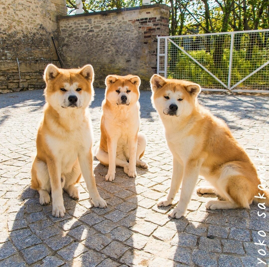 秋田犬· 忠犬寫真集和資訊！ | LIHKG 討論區