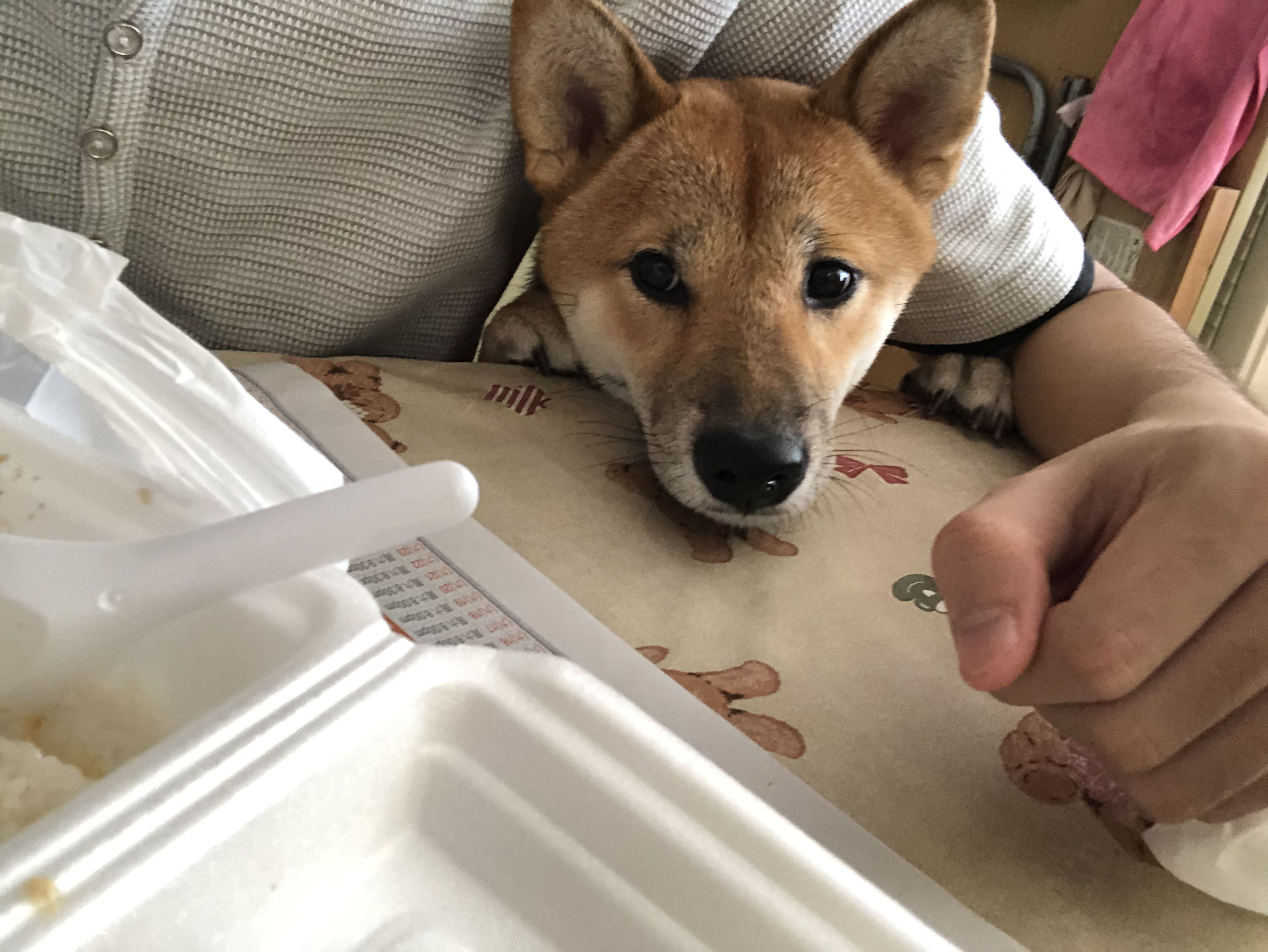 點解會有人養芝娃娃呢啲咁樣衰嘅狗| LIHKG 討論區