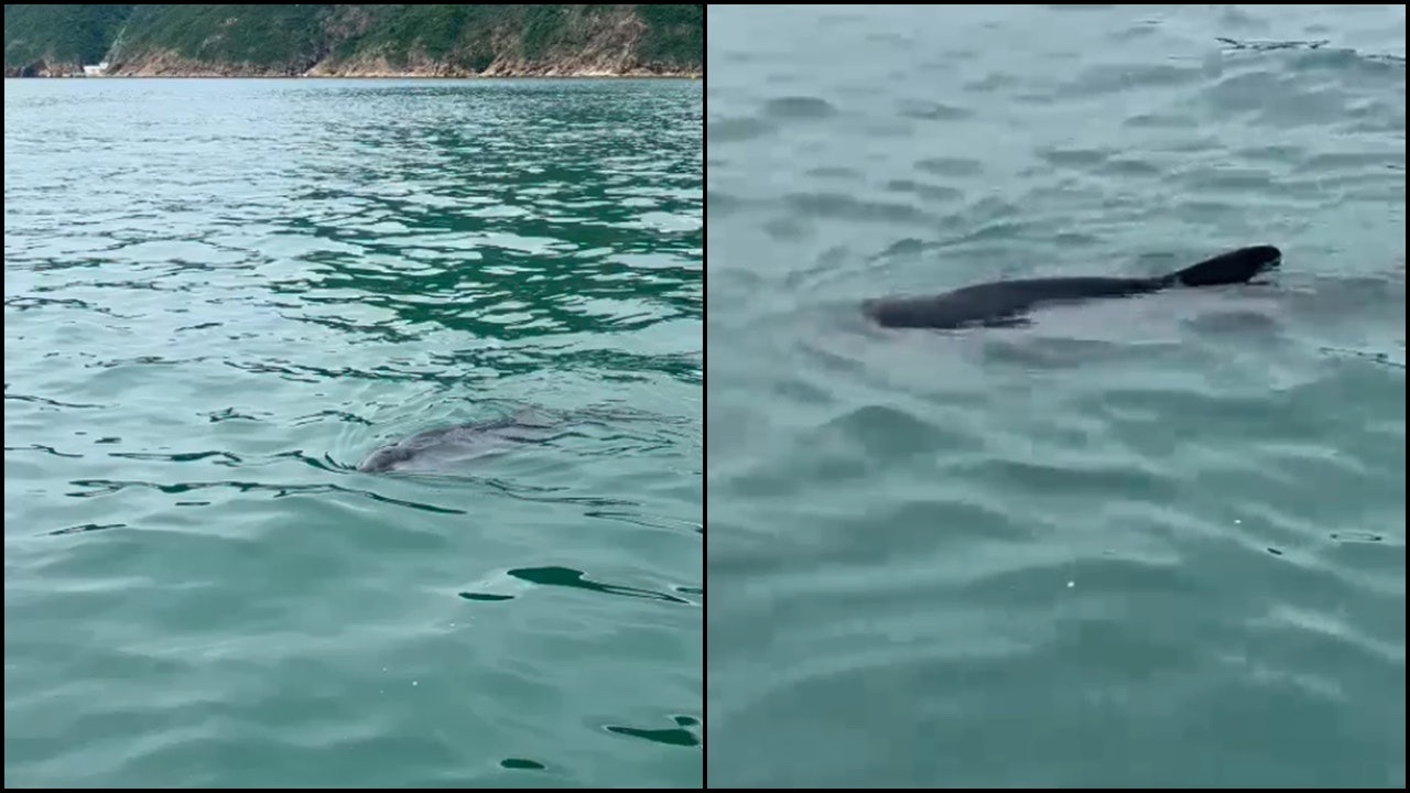 罕見侏抹香鯨魚現身深水灣專家：50年來第4次發現| LIHKG 討論區