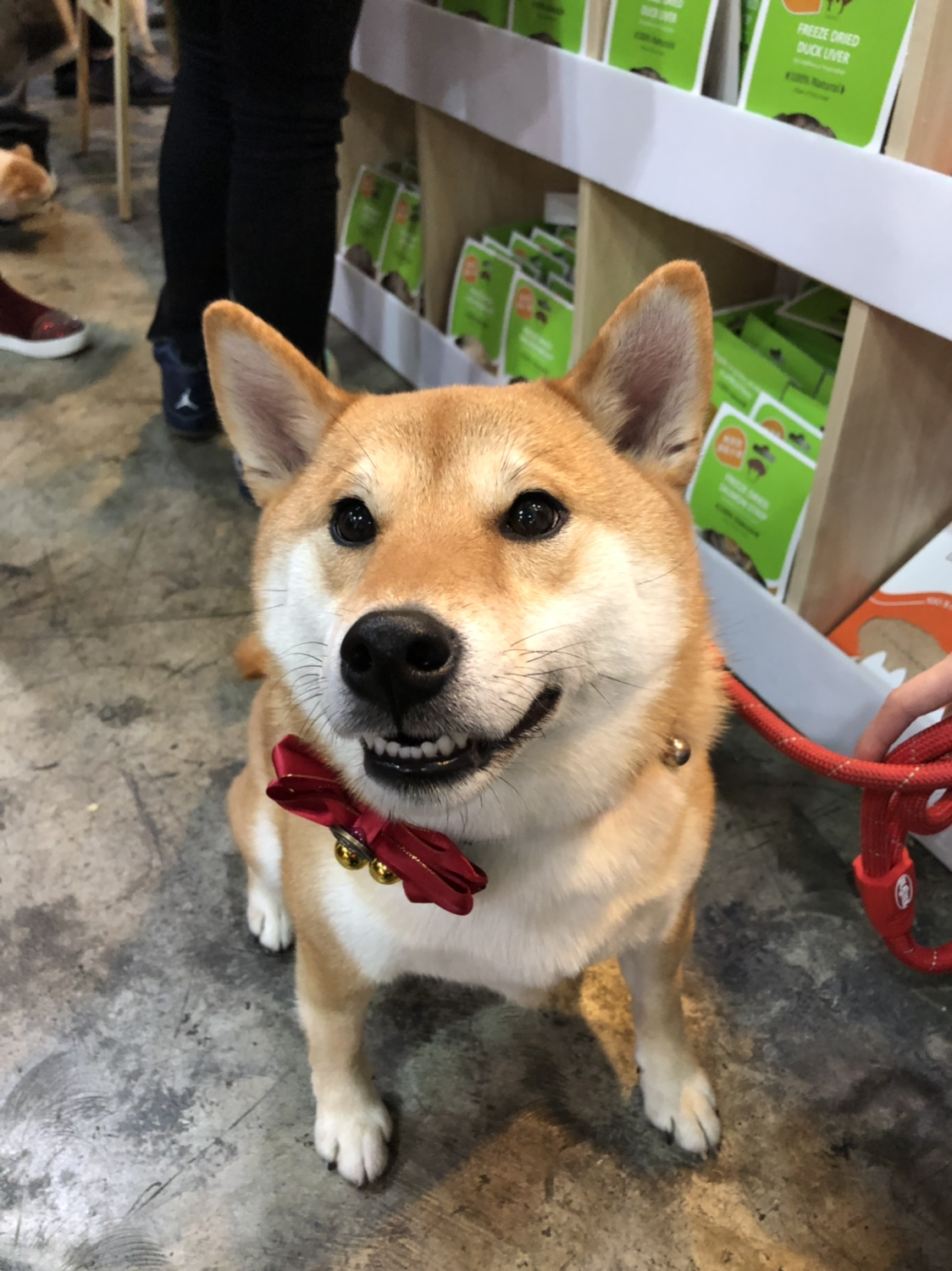 Akita professional outlet petshop