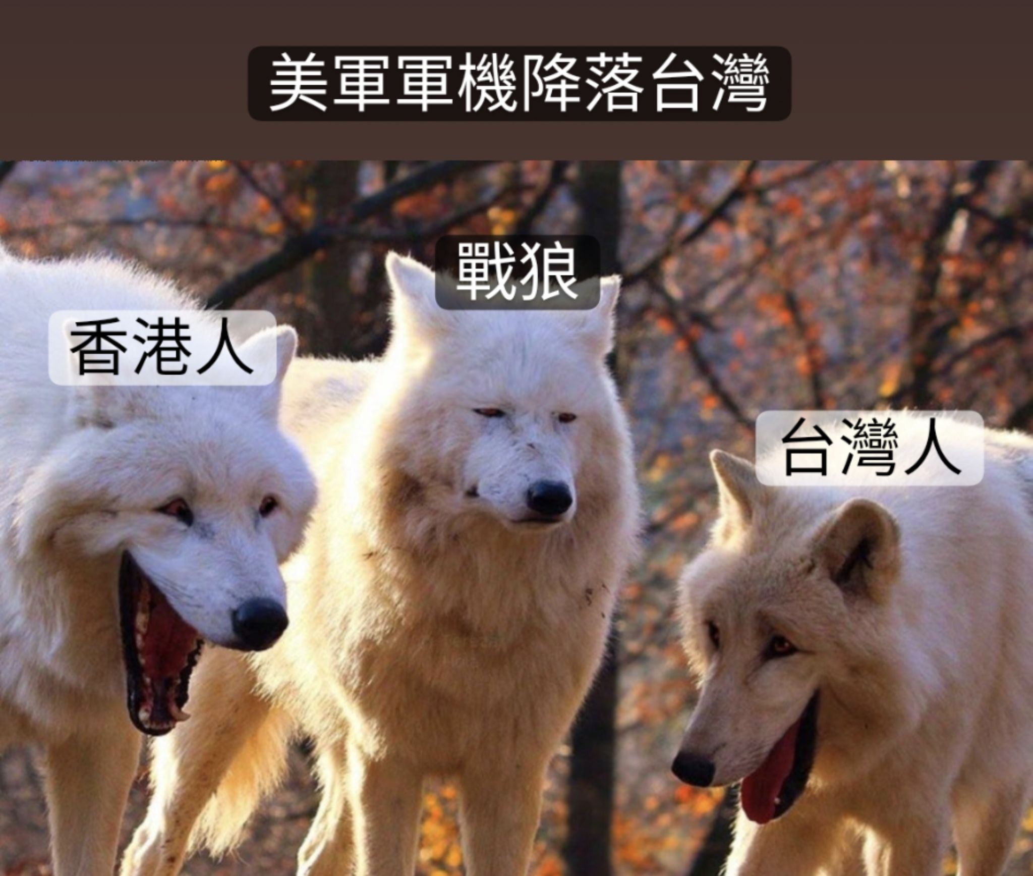 忍唔住整咗張meme | LIHKG 討論區