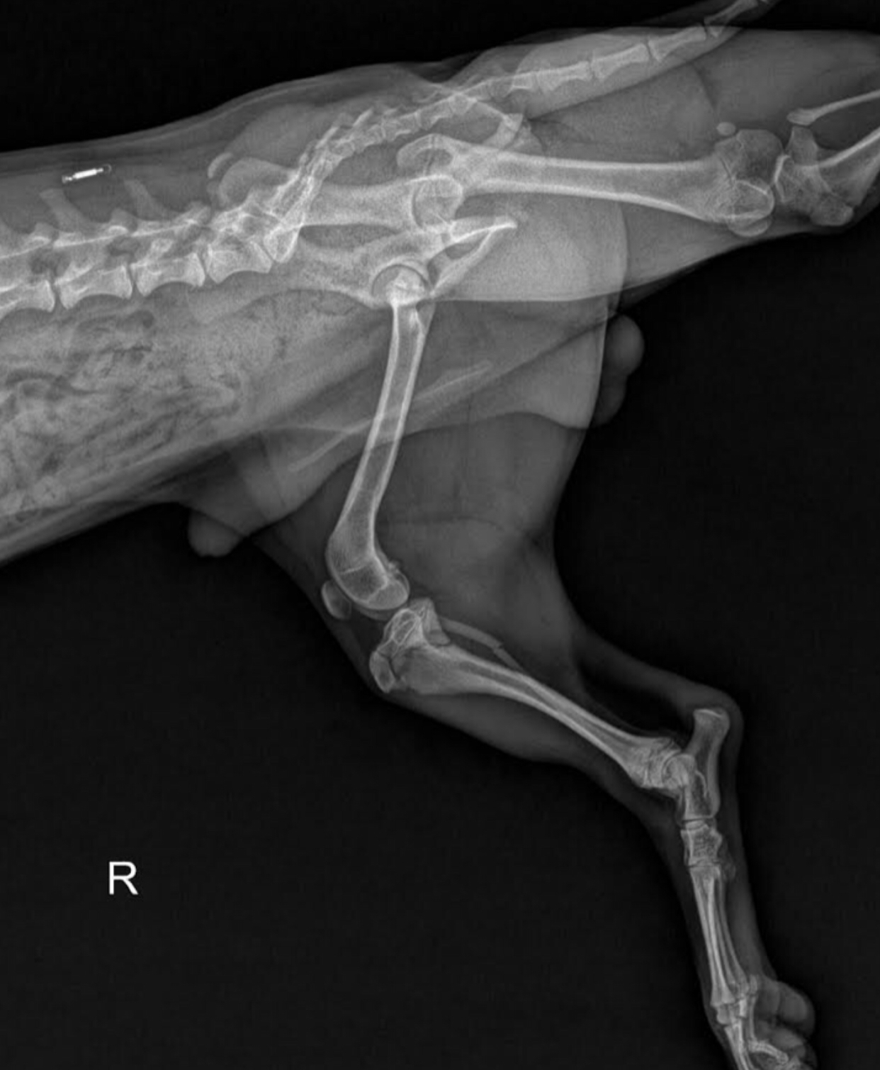 小型犬前手骨折 – 貝爾動物醫院