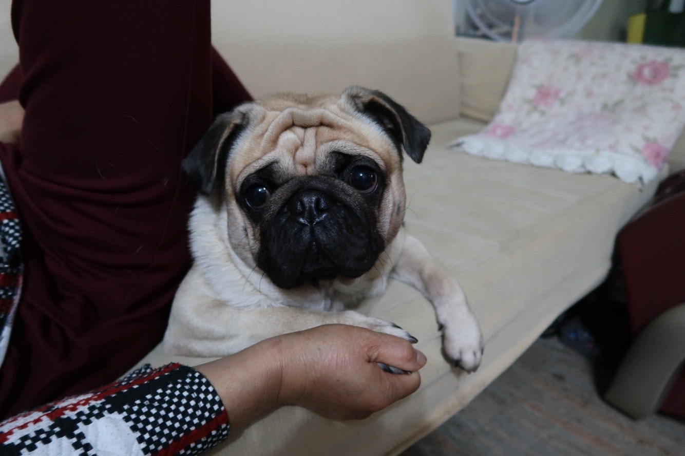 邊度買柴犬好| LIHKG 討論區