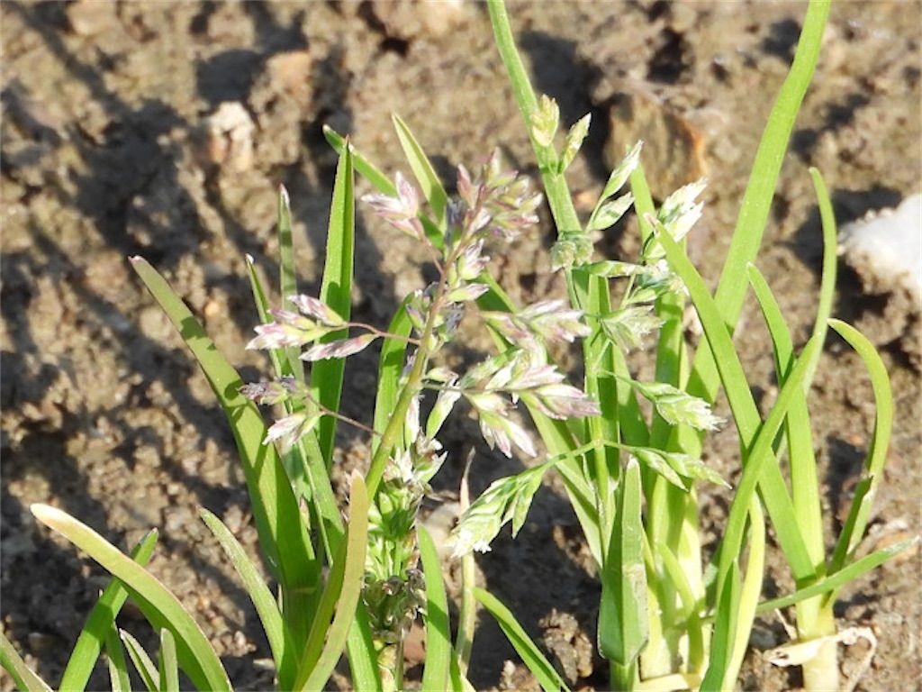 有趣語源？：植物的奇異日本名— Sugar Soda Makoto
