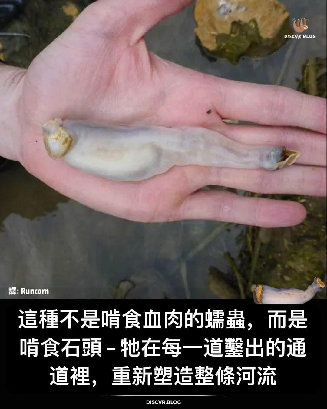 Lithoredo 大自然最狂的生物:不吃草、不吃肉,它吃「石頭」——還養活整條河! | LIHKG 討論區