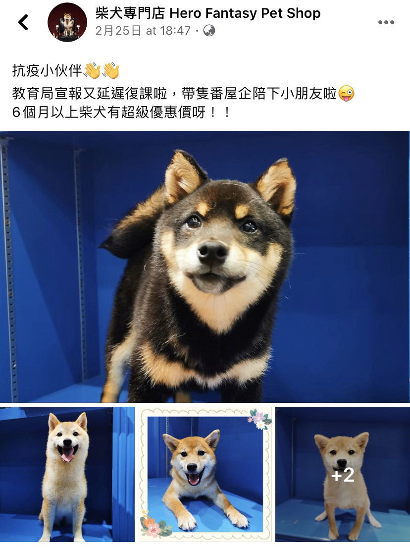 HK豆柴CAFE 內部環境流出| LIHKG 討論區